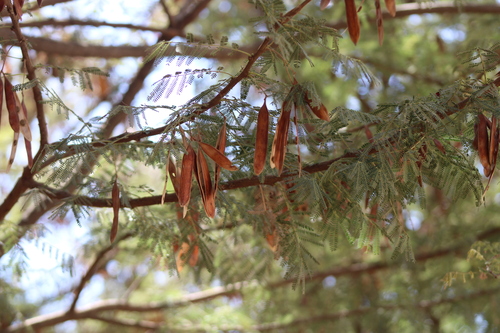 Acacia etbaica