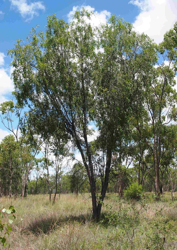Acacia excelsa (Ironwood) — photo