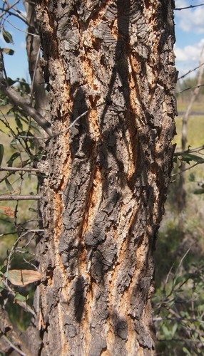 Acacia excelsa (Ironwood) — photo