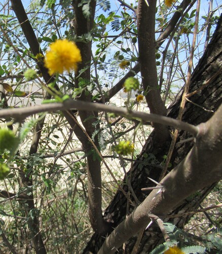 Acacia farnesiana (Sweet acacia) — photo