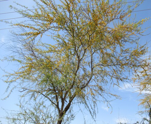 Acacia farnesiana (Sweet acacia) — photo