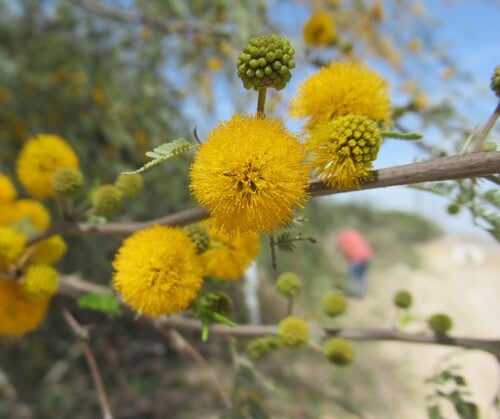 Acacia farnesiana