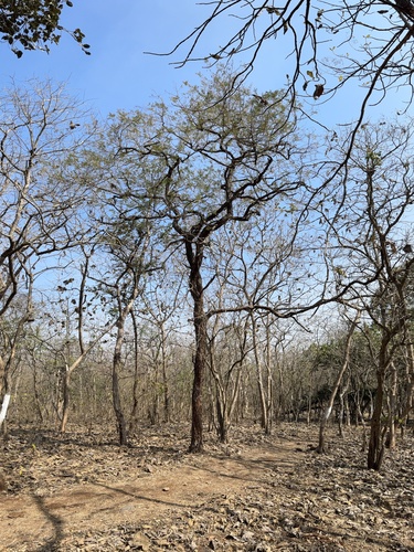 Acacia ferruginea (Rusty acacia) — photo