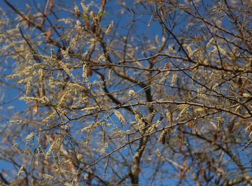 Acacia ferruginea (Rusty acacia) — photo