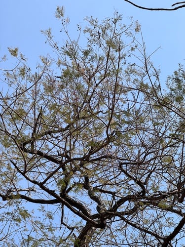 Acacia ferruginea