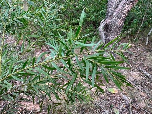 Acacia fimbriata (Brisbane Golden Wattle) — photo