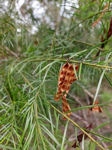 Acacia fimbriata (Brisbane Golden Wattle) — photo