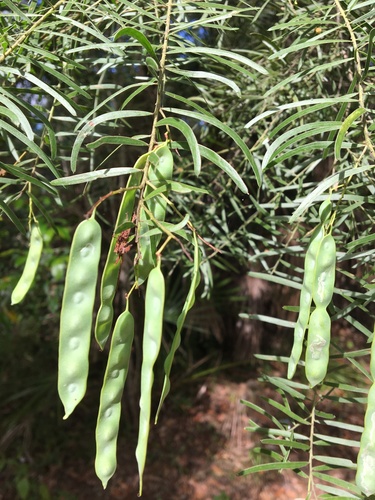 Acacia fimbriata