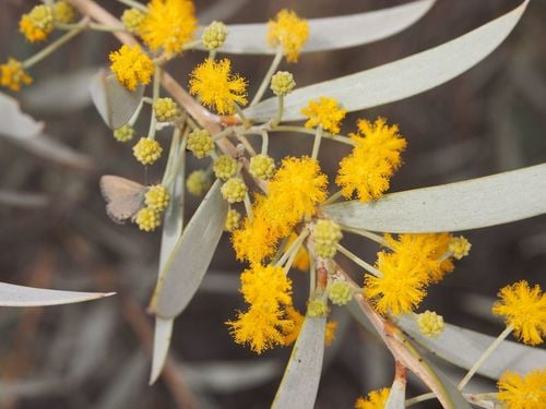 Acacia georginae (Georgina gidgee) — photo
