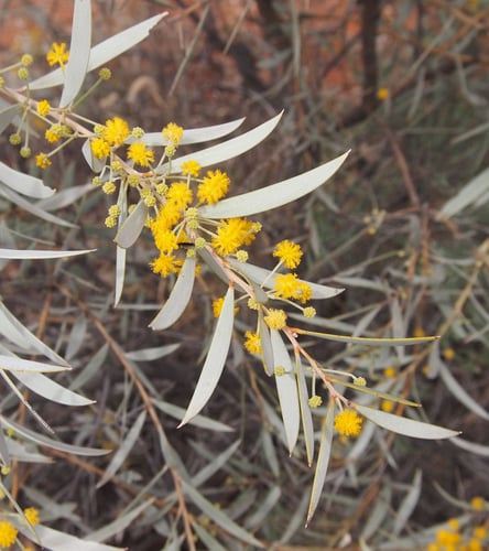 Acacia georginae (Georgina gidgee) — photo