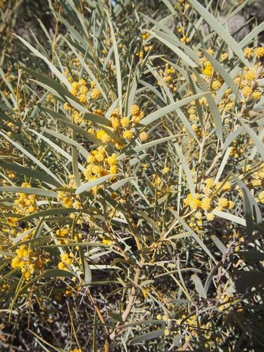 Acacia georginae