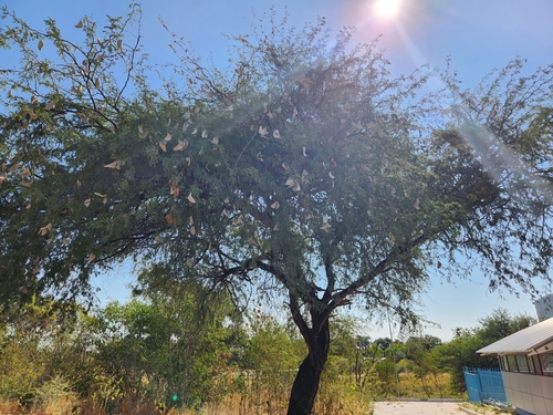 Acacia giraffae (Camel thorn) — photo