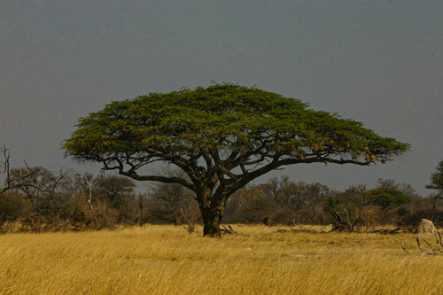 Acacia giraffae