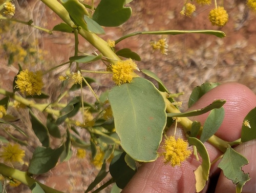 Acacia glaucocaesia — photo