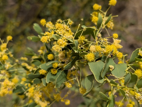 Acacia glaucocaesia