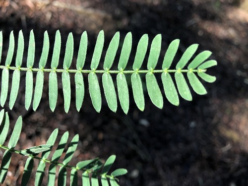 Acacia glaucocarpa (Feathery wattle) — photo