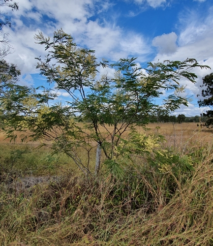 Acacia glaucocarpa (Feathery wattle) — photo