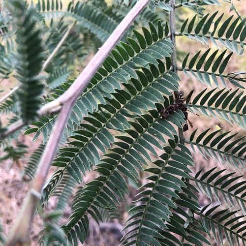 Acacia glaucocarpa