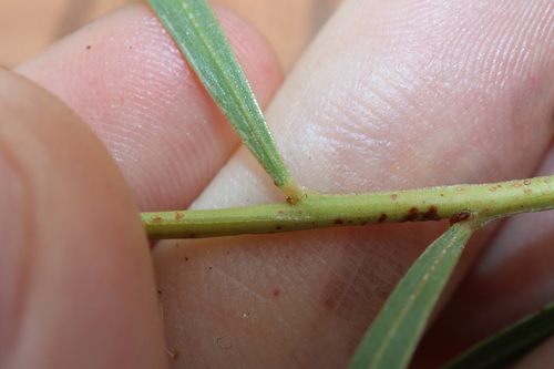 Acacia gonocarpa (Wuluru) — photo