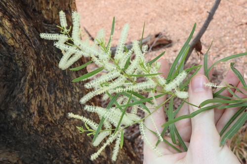 Acacia gonocarpa (Wuluru) — photo