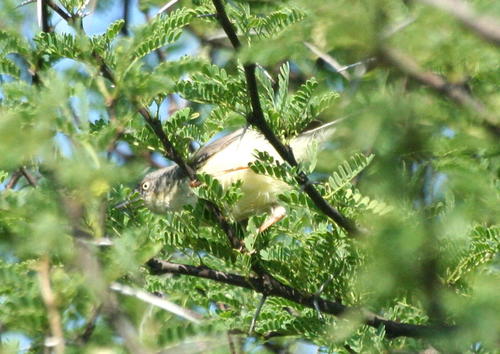 Acacia grandicornuta