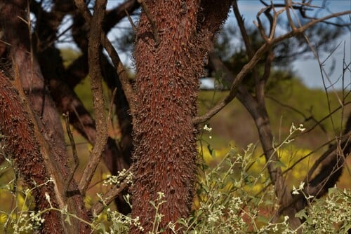 Acacia grasbyi (Minni Ritchi) — photo