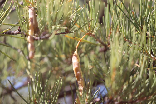 Acacia grasbyi (Minni Ritchi) — photo