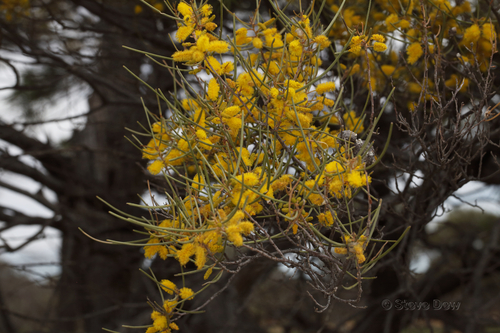 Acacia grasbyi