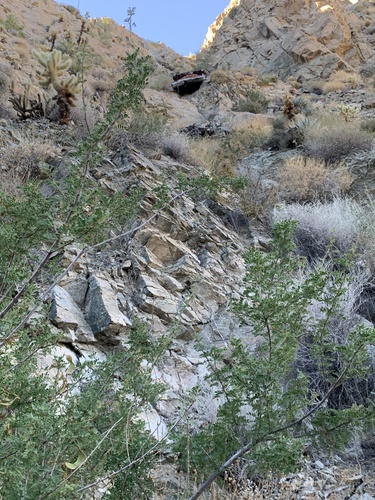 Acacia greggii var. wightii — photo