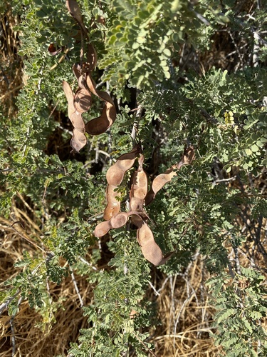 Acacia greggii var. wightii