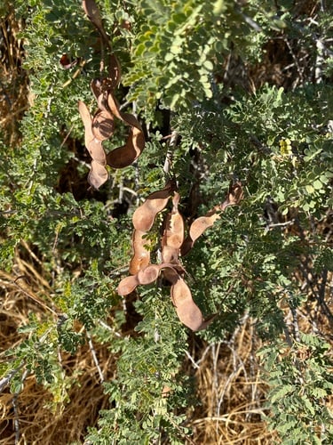 Acacia greggii