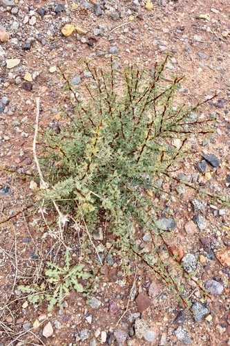 Acacia gummifera (Barbary-Gum) — photo