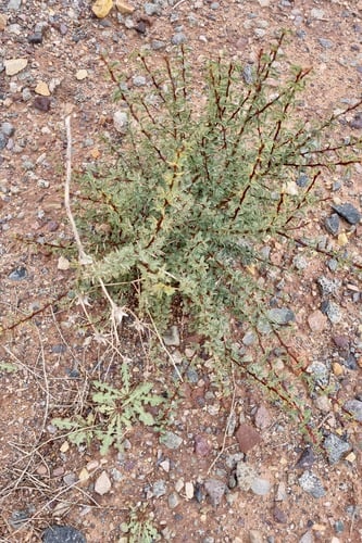 Acacia gummifera (Barbary-Gum) — photo