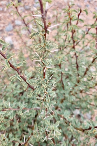 Acacia gummifera