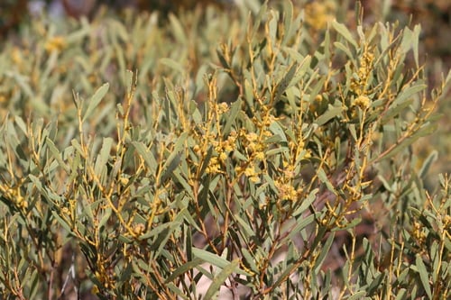 Acacia hakeoides (Hakea wattle) — photo