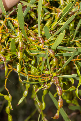 Acacia hakeoides (Hakea wattle) — photo