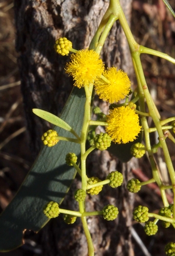Acacia hemignosta (Club-leaf Wattle) — photo