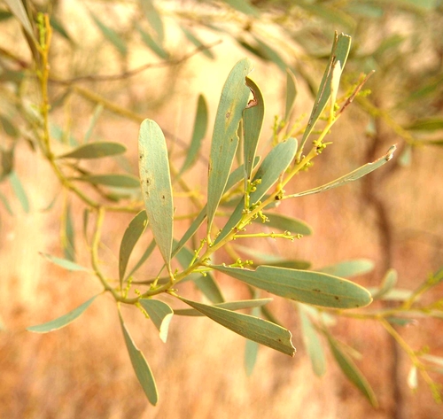 Acacia hemignosta (Club-leaf Wattle) — photo