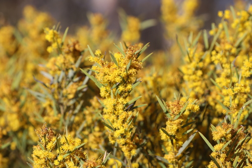 Acacia hemiteles (Tan wattle) — photo