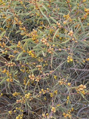 Acacia hemiteles (Tan wattle) — photo