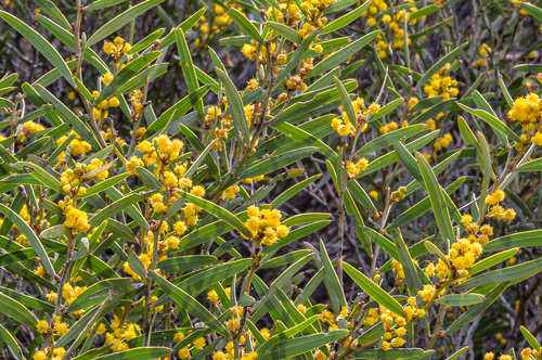 Acacia hemiteles