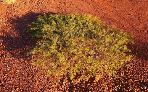Acacia hilliana (Hill's Tabletop Wattle) — photo