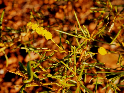 Acacia hilliana