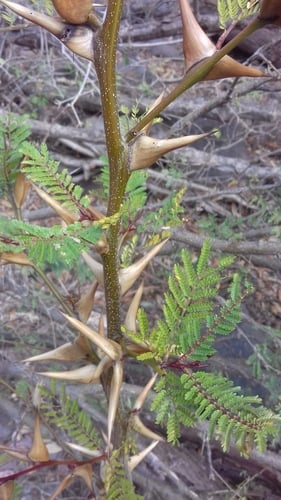 Acacia hindsii
