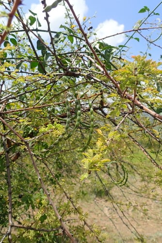 Acacia hockii