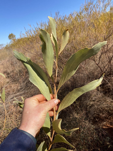 Acacia holosericea (Strap wattle) — photo