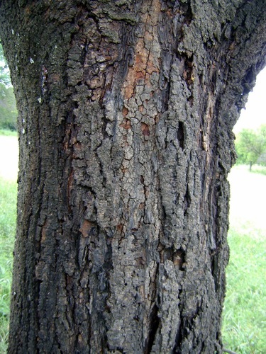 Acacia horrida (Cape-gum tree) — photo