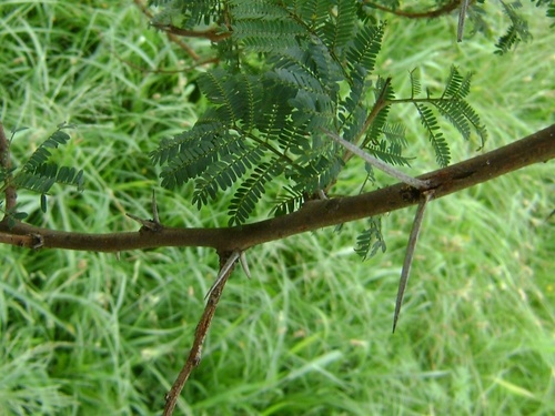 Acacia horrida (Cape-gum tree) — photo