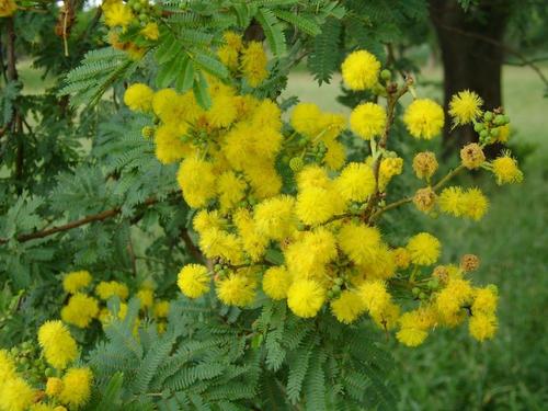Acacia horrida