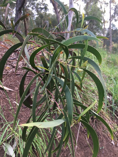 Acacia implexa (Lightwood) — photo